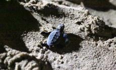 Si sono schiuse le uova di tartaruga marina deposte sulla spiaggia di Milano Marittima. E' la prima volta nella nostra regione