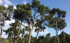 Prete della Versilia scoperto mentre compra cocaina in pineta a Migliarino