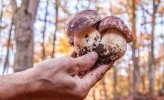Parco dei Pini, bimbi coinvolti in "Funghi da tavola"