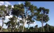 Prete compra coca in pineta: test negativo, resta in parrocchia