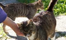 Oasi di Vicofertile: richiesta di aiuto per i gatti