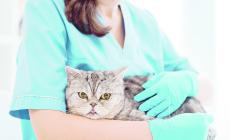 I veterinari: «Ridurre l'Iva sulle cure agli animali e adeguarsi alle norme europee sui farmaci»