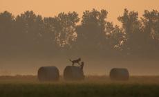 Il lupo nella Bassa, gli esperti: "Una convivenza pacifica &egrave; possibile"