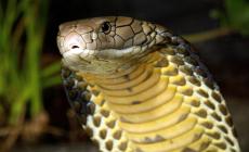 Uccise la moglie con un cobra, condannato all'ergastolo