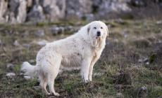 Azzannato più volte da un cane durante una passeggiata: paura per un 48enne
