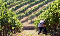Vendemmia 2021: i commenti, da Monte delle Vigne a Cunial 