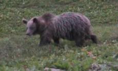 Morto un orso investito da un'auto in Trentino