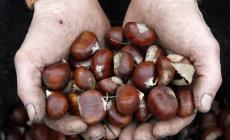 Domenica  la festa  delle castagne