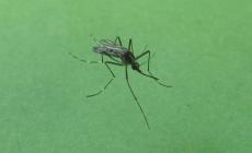 La zanzara coreana, resistente al freddo, dilaga nel Nord Italia