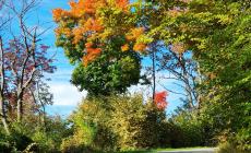 L'autunno del Monte Fuso - Foto