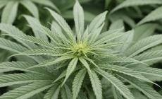 Lussemburgo primo Paese in Europa a legalizzare la cannabis