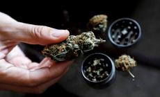 Cannabis terapeutica, Costa: "Presto bandi per la produzione in aziende"