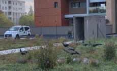 «Siamo assediati dai pavoni». In una notte devastata una villetta in costruzione