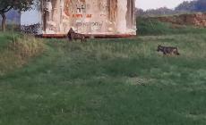 Fotografati due lupi, uno aveva in bocca un cagnolino