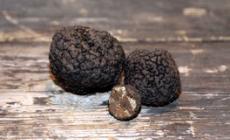 Il programma della Fiera del Tartufo