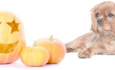 Halloween Cavalier Party: via alla festa per gli amici a 4 zampe salvati dai volontari