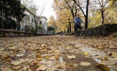 Foglie cadute, allarme per la mancata pulitura della strade