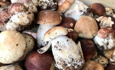 Come erano i porcini di quest'anno? Concordi tutti gli esperti: «Ottimi ma pochissimi»