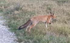 Travolta da un'auto la volpe amica di tutti