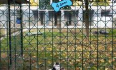 &laquo;Open day&raquo; al canile: in cerca di quel muso che ti rapisce il cuore&nbsp;