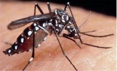 Caso di Dengue a Parma: (da oggi) per tre notti disinfestazione in via Goria - Cosa fare
