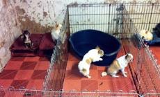 Soragna - Blitz della Polizia municipale: scoperto un canile abusivo