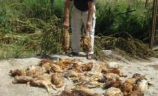 Castione, una volpe fa strage di polli nell'agriturismo