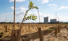 Dove nasce la farina crescono 18mila alberi: il 21 novembre debutta il "Bosco del Molino"