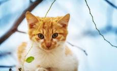 50 gatti uccisi a Livorno,  gli animalisti: "Una taglia da 5.000 euro a chi ci aiuta a trovare il responsabile"