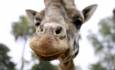 E' morta Jimmie, la giraffa più vecchia del mondo