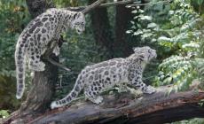 Tre leopardi delle nevi muoiono di Covid in zoo Nebraska