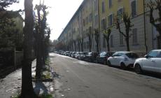 Salta la Festa del Raccolto Urbano di cachi: "Il Comune ha fatto potare gli alberi". E parte la protesta