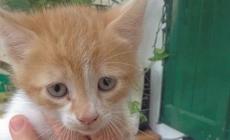  Gattini salvati dalle volontarie