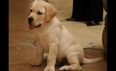 Francia vieta la vendita dei cuccioli di cani e gatti nei negozi