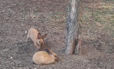 Il caso dei conigli malati: &laquo;Non &egrave; un'altra epidemia&raquo;