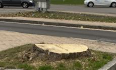 Tagliata una storica pianta davanti al Tardini