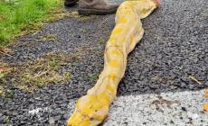 A1: un pitone albino di oltre 4 metri in una piazzola di sosta a Fiorenzuola