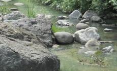 Traversine abbandonate e liquami nel torrente: due sequestri dei carabinieri a Borgotaro e Albareto