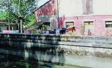 Nessun colpevole per la moria di pesci nel canale Naviglio