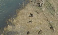 "Caso" nutrie: il sindaco dichiara guerra alla Lac