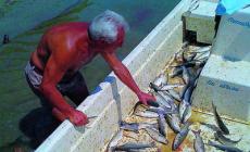 "Pesca miracolosa": trova la barca piena di muggini