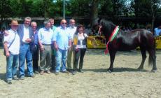 In diecimila per ammirare il cavallo Bardigiano