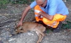 Trasporto di animali feriti, affidato l'incarico