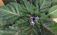 Sorpresa: la mandragora non  era negli spinaci surgelati