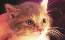 Gattini nei rifiuti, caccia a chi li ha abbandonati