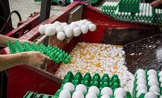 Un lotto di 48.000 uova contaminate nei supermercati francesi