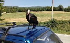 L'Ibis eremita torna a mettersi in posa... dal fornaio Foto
