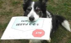 Gara Rally Obedience in notturna 