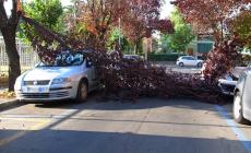 Tragedia sfiorata in piazzale Pablo: albero si abbatte su un'auto