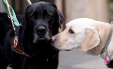 Cereseto, una "giornata da cani" tra meticci e segugi
